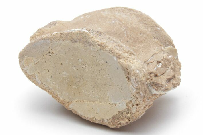 Fossil Mosasaur (Platecarpus) Caudal Vertebra - Kansas #221413